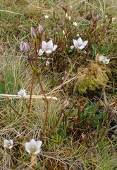 Gentianella diemensis