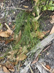 Tricoryne tenella