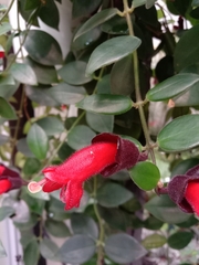 Aeschynanthus radicans