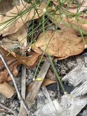 Tricoryne tenella