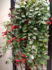 Aeschynanthus radicans