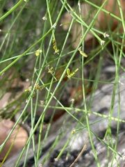 Tricoryne tenella
