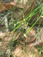 Tricoryne tenella