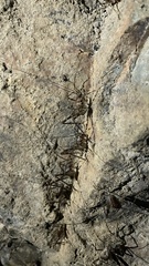 Diestrammena japanica