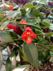Aeschynanthus radicans