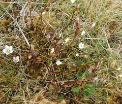 Gentianella diemensis