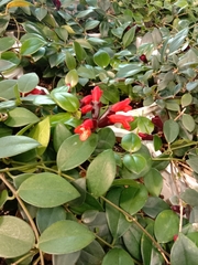 Aeschynanthus radicans