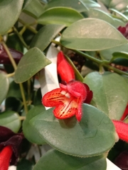 Aeschynanthus radicans