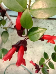 Aeschynanthus radicans