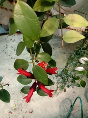 Aeschynanthus radicans