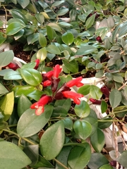 Aeschynanthus radicans