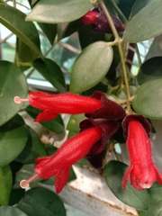 Aeschynanthus radicans