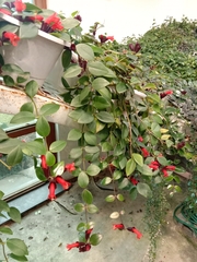 Aeschynanthus radicans