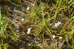 Drosera finlaysoniana