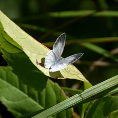 Celastrina