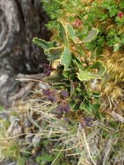 Phyllocladus aspleniifolius