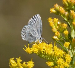 Celastrina