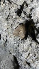 Goniocraspidum pryeri