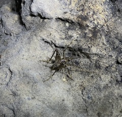 Diestrammena japanica