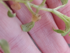 Peronospora alsinearum