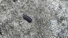 Agnaridae