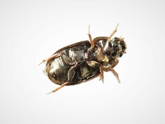 Enochrus
