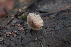 Marasmiineae