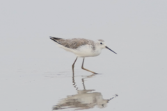 Tringa stagnatilis