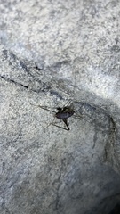 Atachycines apicalis apicalis