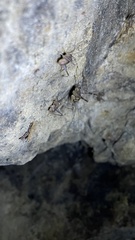 Atachycines apicalis apicalis