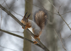 Sciurus vulgaris
