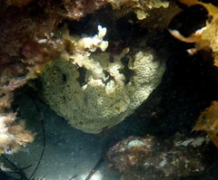Holopsamma laminaefavosa