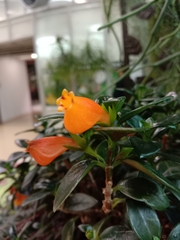 Nematanthus
