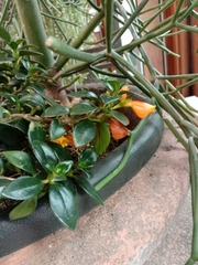 Nematanthus