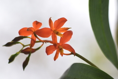 Prosthechea vitellina