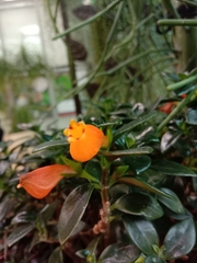 Nematanthus