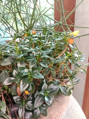 Nematanthus