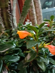 Nematanthus