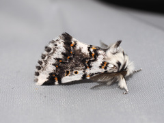 Aglaosoma periblepta