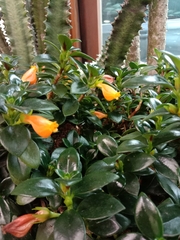 Nematanthus