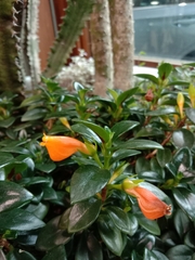 Nematanthus