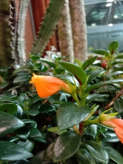 Nematanthus