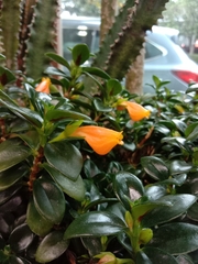 Nematanthus
