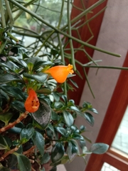 Nematanthus