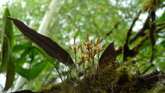 Maxillaria reichenheimiana