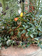 Nematanthus