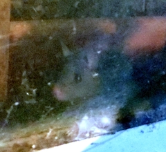 Rattus rattus