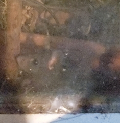 Rattus rattus