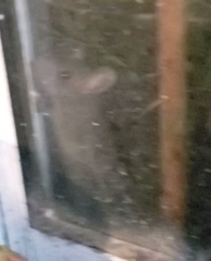 Rattus rattus