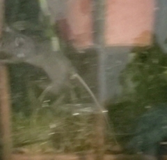 Rattus rattus